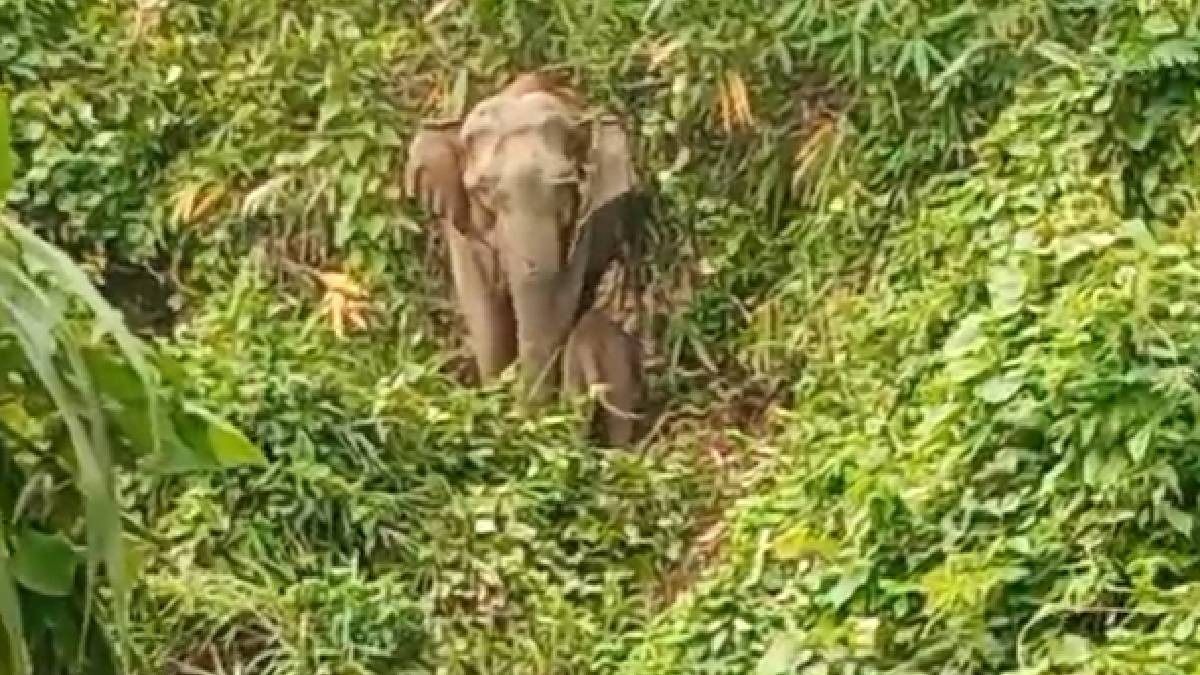 কয়েক ঘণ্টায় হাতির হানায় ৪ জনের মৃত্য়ু, আতঙ্কে ভুগছে ডুয়ার্স কয়েক ঘণ্টায় হাতির হানায় ৪ জনের মৃত্য়ু, আতঙ্কে ভুগছে ডুয়ার্স