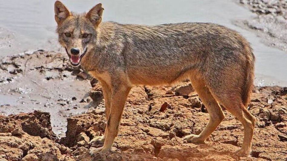 শিশুর মাংস খুবলে খাওয়ার পর আতঙ্ক, শিয়ালের আতঙ্কে কাঁপছে হরিশ্চন্দ্রপুর শিশুর মাংস খুবলে খাওয়ার পর আতঙ্ক, শিয়ালের আতঙ্কে কাঁপছে হরিশ্চন্দ্রপুর