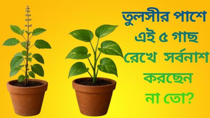 তুলসীর পাশে এই ৫ গাছ রেখে সর্বনাশ করছেন না তো?