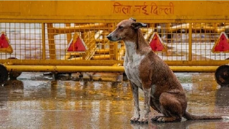 স্কুল-হাসপাতালের আশপাশে আর নয় পথ কুকুর, বড় নির্দেশ সুপ্রিম কোর্টের