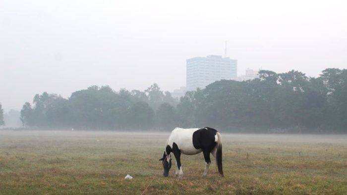 ভোরের কলকাতা ময়দান। ছবি-শঙ্খ দাস