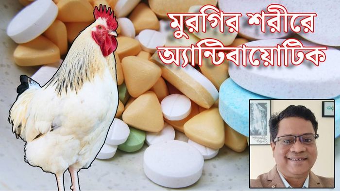 মুরগিকে দেওয়া হচ্ছে অ্যান্টিবায়োটিক