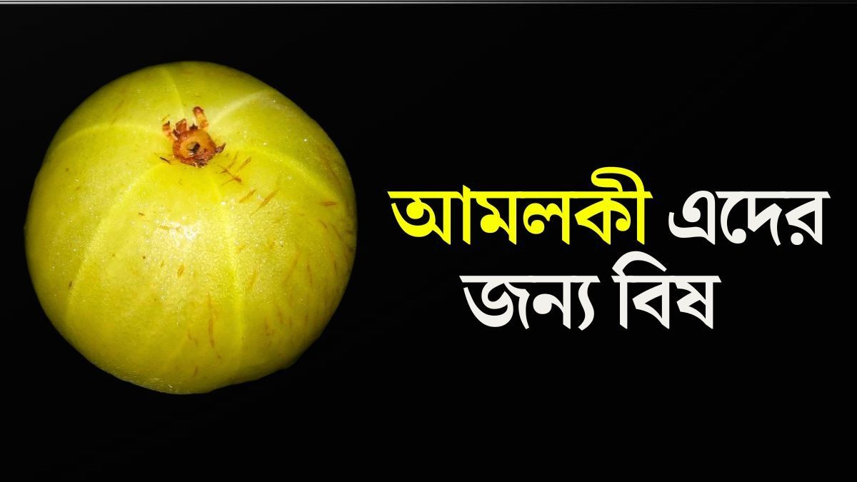 এসব মানুষের কখনও আমলকী খাওয়া উচিত নয়ে, জেনে নিন 
