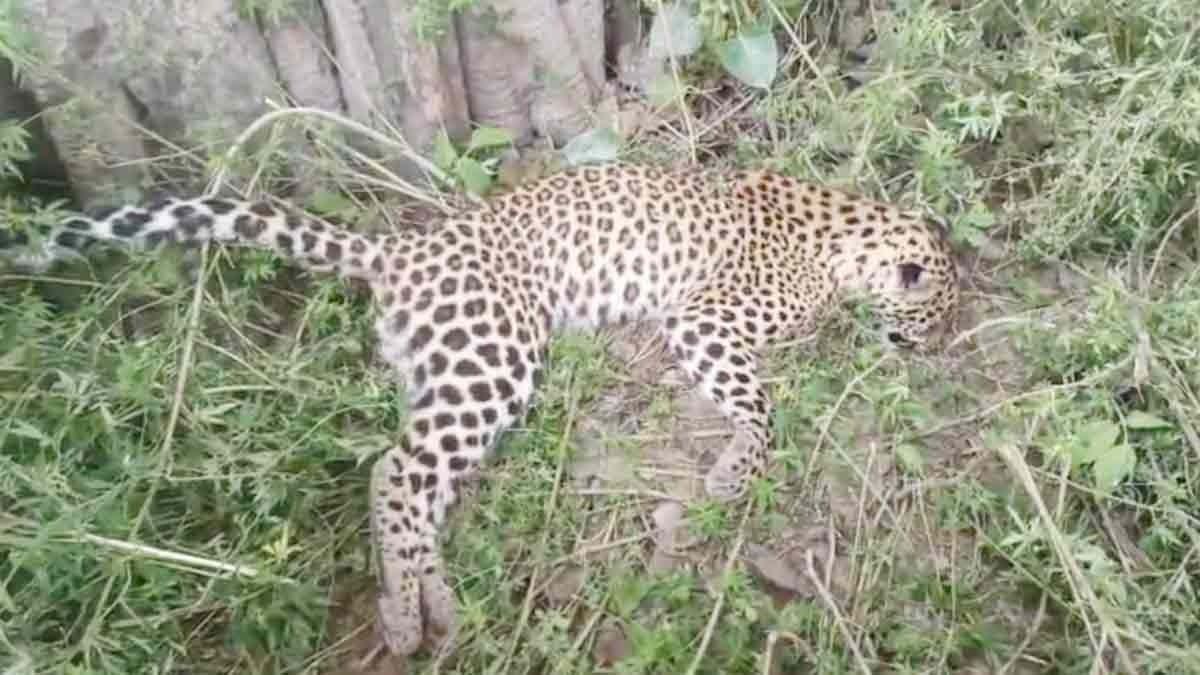 লাটাগুড়ির রাস্তায় পরপর দুদিনে হরিণ-চিতাবাঘের মৃতদেহ উদ্ধার