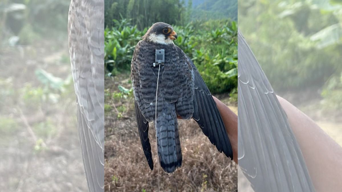 ৬ দিনে ৬ হাজার কিমি ননস্টপ আকাশে, মণিপুর থেকে কেনিয়া উড়ে গেল এই ৩ পাখি