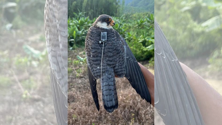 ৬ দিনে ৬ হাজার কিমি ননস্টপ আকাশে, মণিপুর থেকে কেনিয়া উড়ে গেল এই ৩ পাখি ৬ দিনে ৬ হাজার কিমি ননস্টপ আকাশে, মণিপুর থেকে কেনিয়া উড়ে গেল এই ৩ পাখি