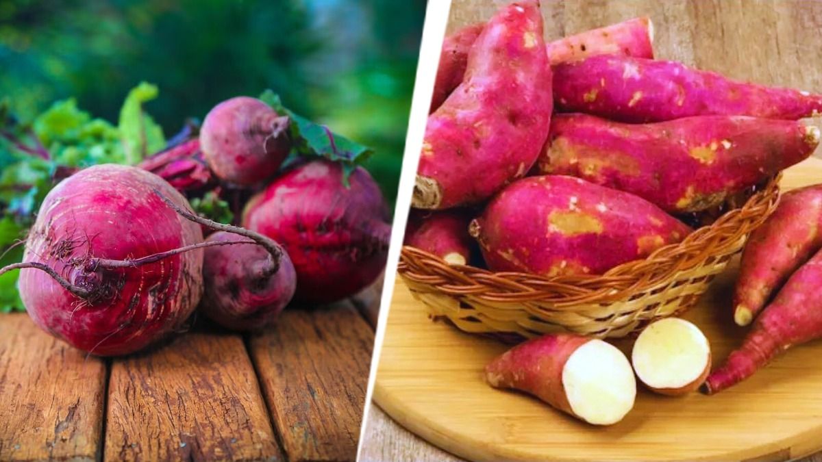 বিট, রাঙা আলু 