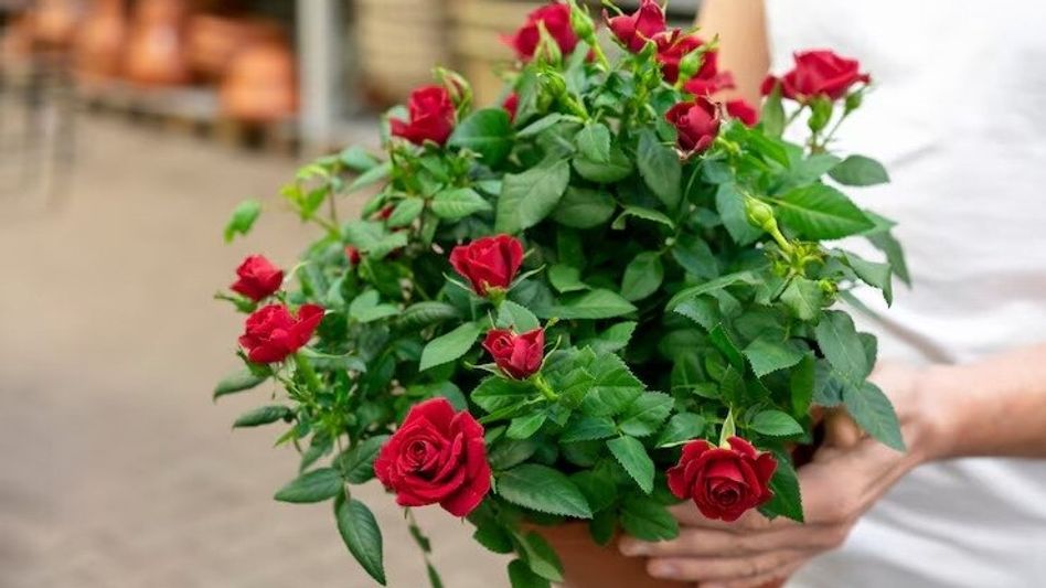 বাড়িতে গোলাপ গাছ রাখার সঠিক দিক কোনটি? ফেং শুই ও বাস্তুর মিল-অমিল জানুন বাড়িতে গোলাপ গাছ রাখার সঠিক দিক কোনটি? ফেং শুই ও বাস্তুর মিল-অমিল জানুন