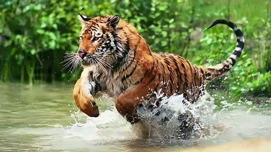 সুন্দরবনের সেই গ্রামে ফের বাঘের গর্জন-পায়ের ছাপও, ভয়ে কাঁপছে মৈপীঠ সুন্দরবনের সেই গ্রামে ফের বাঘের গর্জন-পায়ের ছাপও, ভয়ে কাঁপছে মৈপীঠ