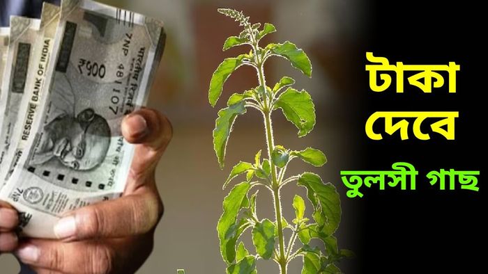 তুলসী গাছে সৌভাগ্য