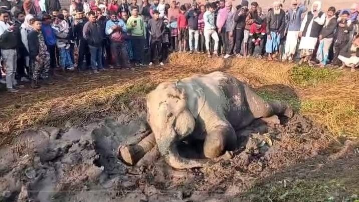 ডুয়ার্সে ট্রেনের ধাক্কায় হাতির মৃত্যু, পা ভেঙে মর্মান্তিক কান্না আরেকটির