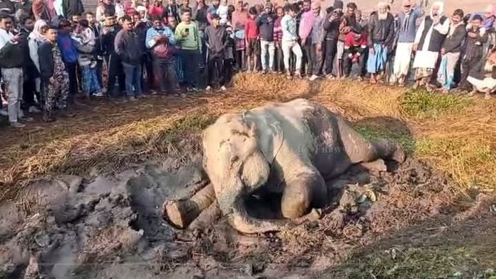 ডুয়ার্সে ট্রেনের ধাক্কায় হাতির মৃত্যু, পা ভেঙে মর্মান্তিক কান্না আরেকটির