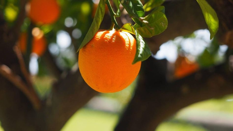 পাহাড়ে রাস্তার ধারে দার্জিলিঙের কমলালেবু বলে যেগুলি বিক্রি হয়, সেগুলি আসল? পাহাড়ে রাস্তার ধারে দার্জিলিঙের কমলালেবু বলে যেগুলি বিক্রি হয়, সেগুলি আসল?