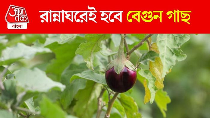 রান্নাঘরে বেগুন গাছ