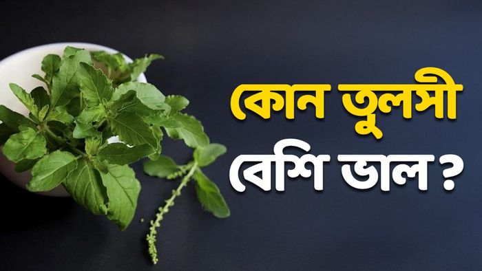 তুলসী