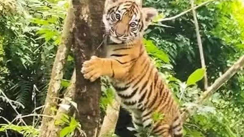 গ্যাংটকের কাছে জঙ্গলে গাছে ঝুলন্ত রয়্যাল বেঙ্গল শাবক! আতঙ্ক-উত্তেজনা এলাকায়