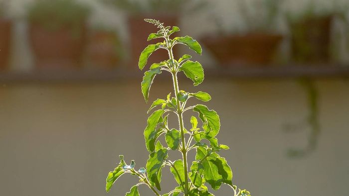 তুলসী পুজো