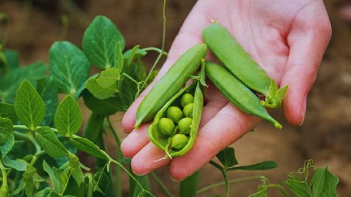 ফেলনা নয়, কড়াইশুঁটির চেয়েও সুস্বাদু এর খোসা; বানিয়ে নিন দমদার ৩ রেসিপি