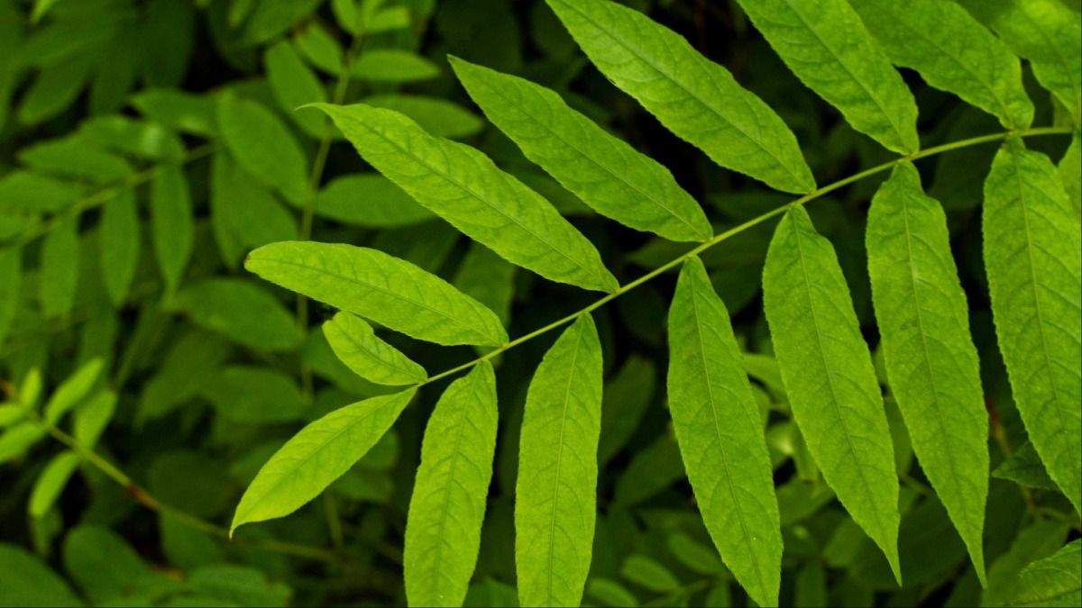 এই পাতা কোলেস্টেরল কমিয়ে দেয়, খাওয়ার উপায় জানুন