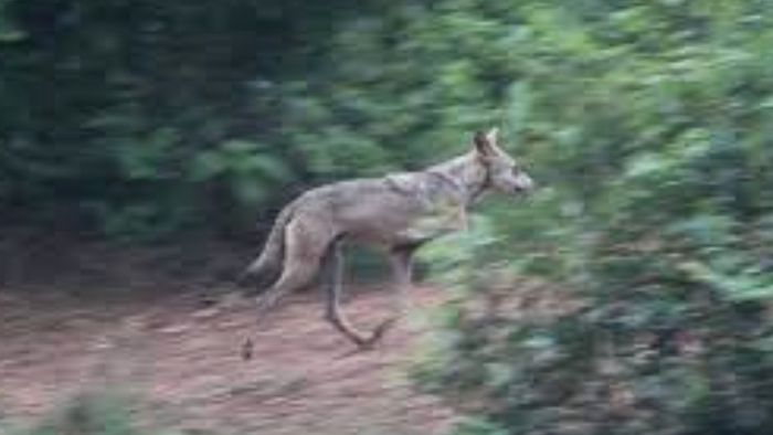 লুপ্তপ্রায় ধূসর নেকড়ের সংখ্যা ক্রমশ বাড়ছে পূর্ব ও পশ্চিম বর্ধমানের বিস্তীর্ণ জঙ্গলাঞ্চলে।-ফাইল ছবি