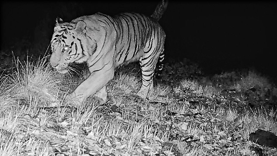 গরুমারা-চাপরামারি-নেওড়াতে কটা বাঘ আছে, হন্যে হয়ে খুঁজছে বন দফতর গরুমারা-চাপরামারি-নেওড়াতে কটা বাঘ আছে, হন্যে হয়ে খুঁজছে বন দফতর