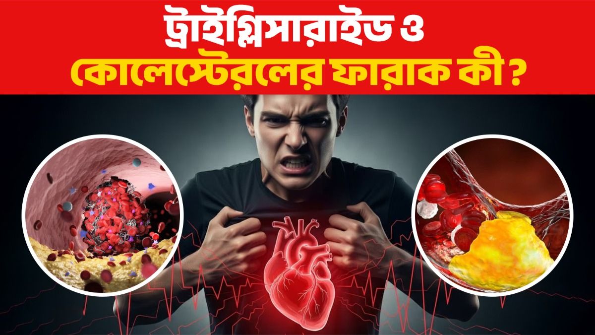ট্রাইগ্লিসারাইডের মাত্রা এত বাড়লে হার্ট অ্যাটাকের ঝুঁকি দ্বিগুণ হয়
