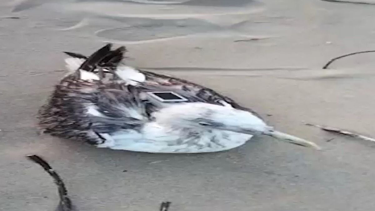 পরিযায়ী পাখির দেহে চিনের GPS, কর্নাটক উপকূলে, 'গুপ্তচর' বেজিং?