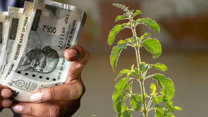 তুলসী বাস্তু টিপস