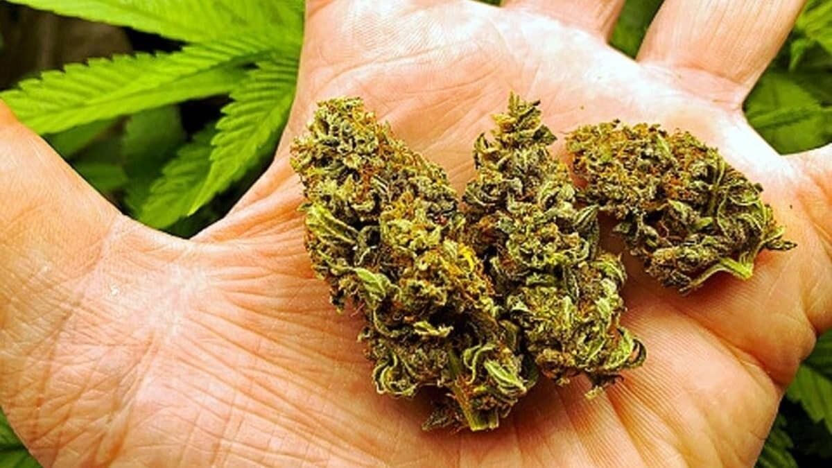  শিলিগুড়িতে কন্টেনার থেকে উদ্ধার দেড় কোটি টাকার গাঁজা, গ্রেফতার ১