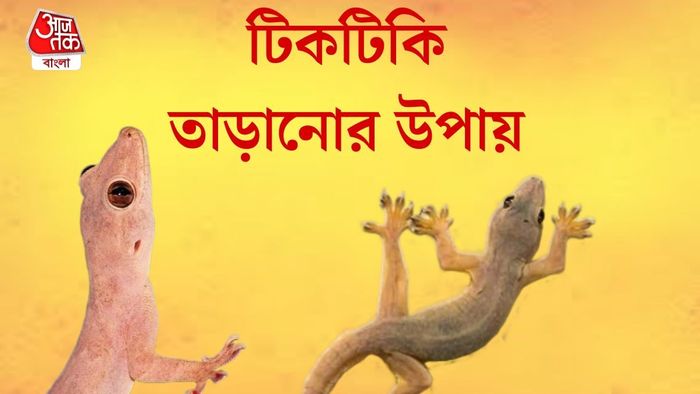 টিকটিকি তাড়ানোর উপায়