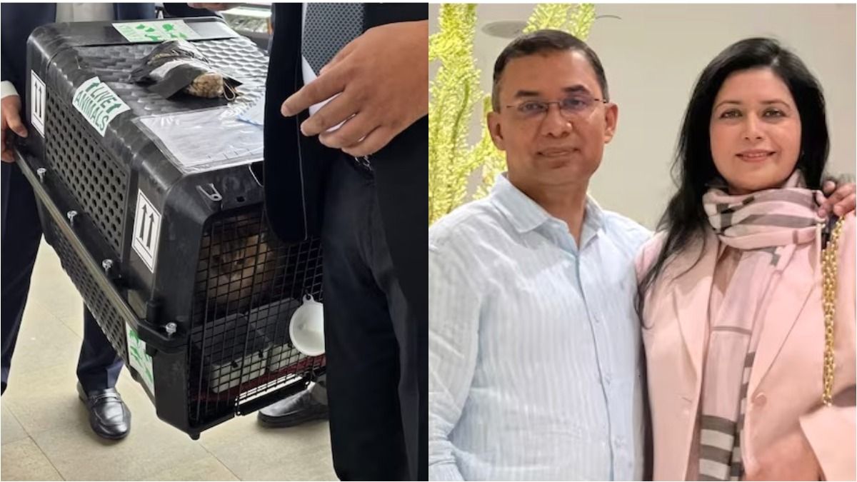 'জেবু' কে? তারেকের সঙ্গে এসেছে বাংলাদেশে, সুদূর সাইবেরিয়ার, VVIP ট্রিটমেন্ট