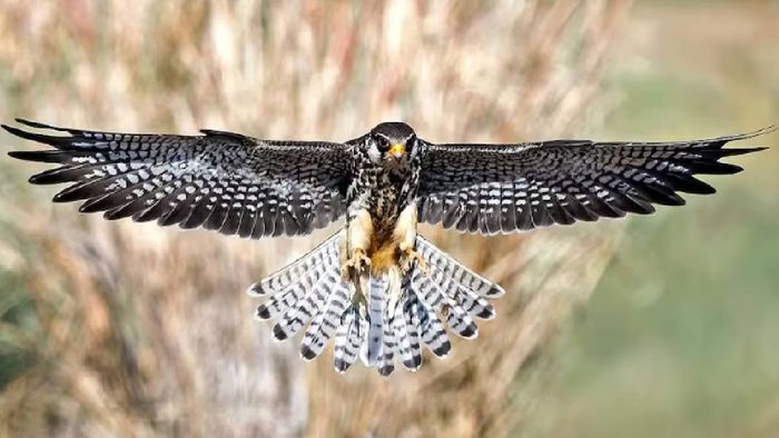 আমুর ফ্যালকন