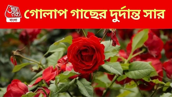 গোলাপ গাছের জন্য সার