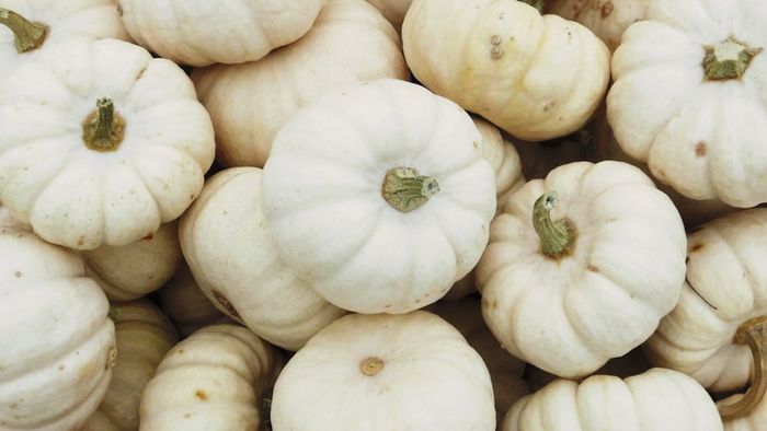 লালের বদলে সাদা কুমড়ো চাষেই লাভ পাবেন চাষিরা