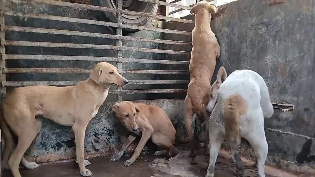 'কোন কুকুর কী মুডে আছে...' পথকুকুর মামলার শুনানিতে একাধিক তাত্‍পর্যপূর্ণ মন্তব্য সুপ্রিম কোর্টের