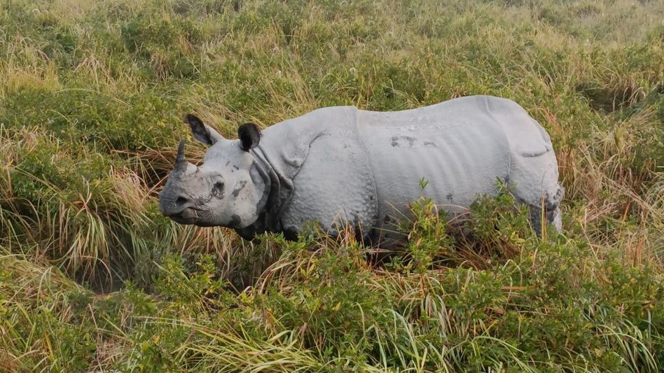 কুয়াশায় পথ ভুলে জলদাপাড়া থেকে লোকালয়ে গন্ডার, তিন ঘণ্টা তাণ্ডব চালাল কুয়াশায় পথ ভুলে জলদাপাড়া থেকে লোকালয়ে গন্ডার, তিন ঘণ্টা তাণ্ডব চালাল