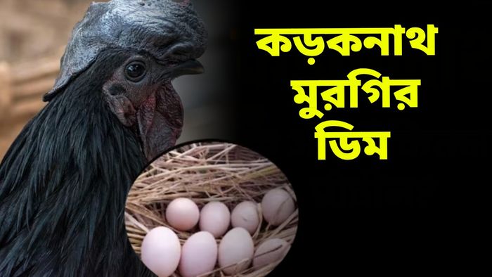 কড়কনাথ মুরগির ডিমে কতটা প্রোটিন থাকে?