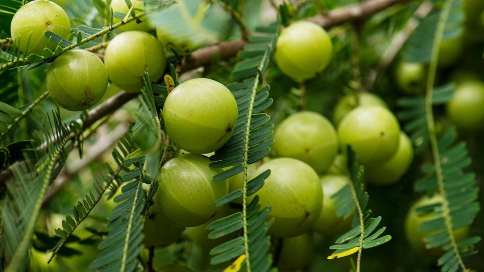 সবেদা হার্টের স্বাস্থ্যের জন্য অত্যন্ত উপকারী, কোষ্ঠকাঠিন্য কমাতে পারে সবেদা হার্টের স্বাস্থ্যের জন্য অত্যন্ত উপকারী, কোষ্ঠকাঠিন্য কমাতে পারে