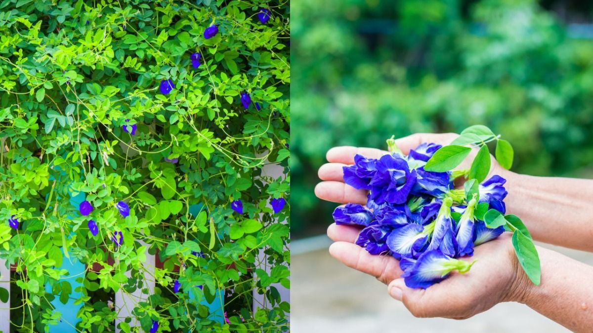 বাড়িতে অপরাজিতা থাকলে বদলায় ভাগ্য, শুধু এই বাস্তু নিয়মটি জেনে নিন