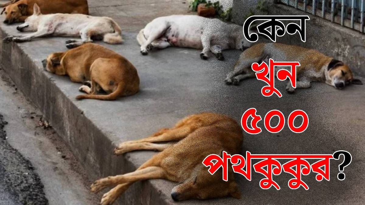 ৫০০ পথকুকুর খুন, নেপথ্যে কি ভোট প্রতিশ্রুতি? খুঁজছেন তদন্তকারীরা