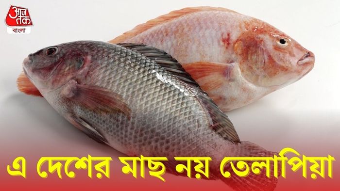 তেলাপিয়া মাছ