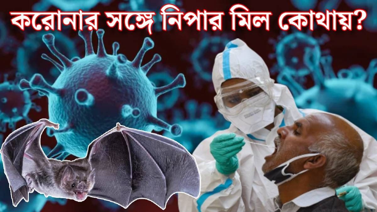 করোনার মতোই কি দ্রুত ছড়াবে নিপা, ভ্যাকসিন কতদূর? 