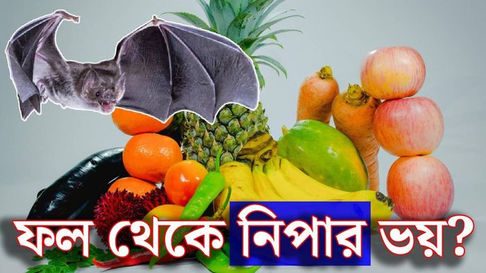 ফল থেকে নিপা?