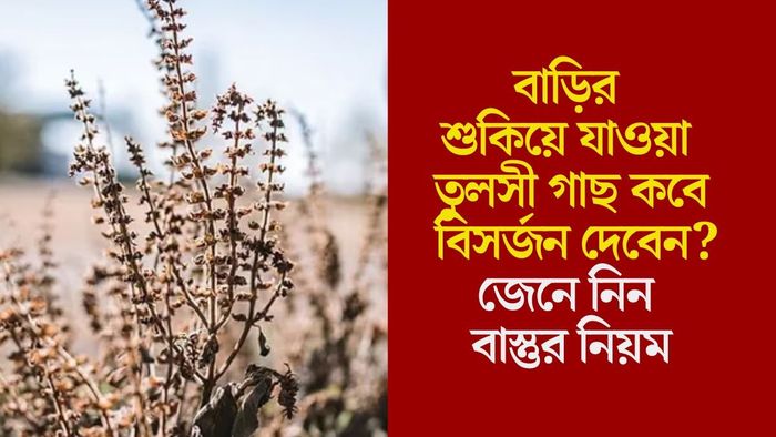 বাড়ির শুকিয়ে যাওয়া তুলসী গাছ কবে বিসর্জন দেবেন?