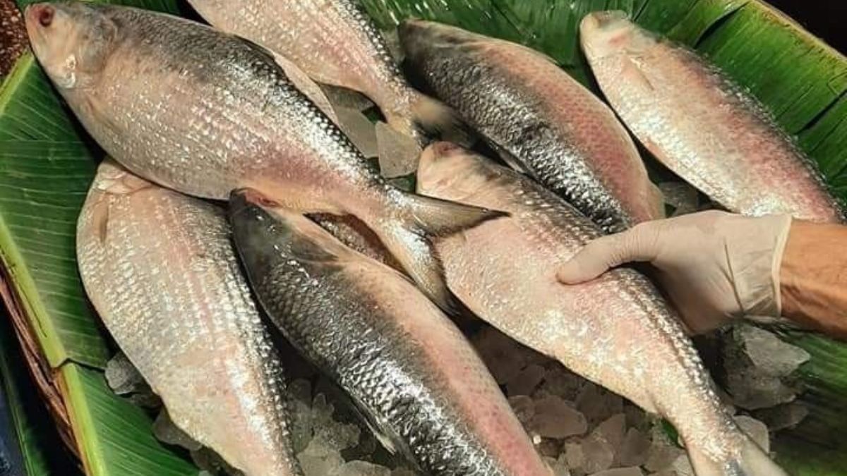 সরস্বতী পুজোর ইলিশ রাঁধুন এভাবে, শীতের দুপুরে গরমাগরম জমে যাবে