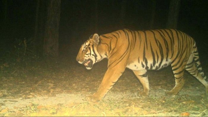দেশের এই অরণ্যে ১২ হাজার ফুট উঁচুতে মিলল রয়্যাল বেঙ্গলের অস্তিত্ব