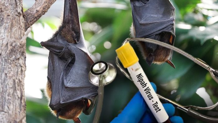 বাদুড় ধরে ধরে চলছে RT-PCR টেস্ট