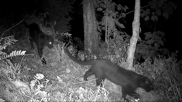 কালো চিতা