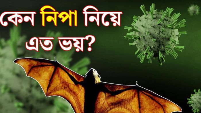 নিপার মৃত্যুহার কত?