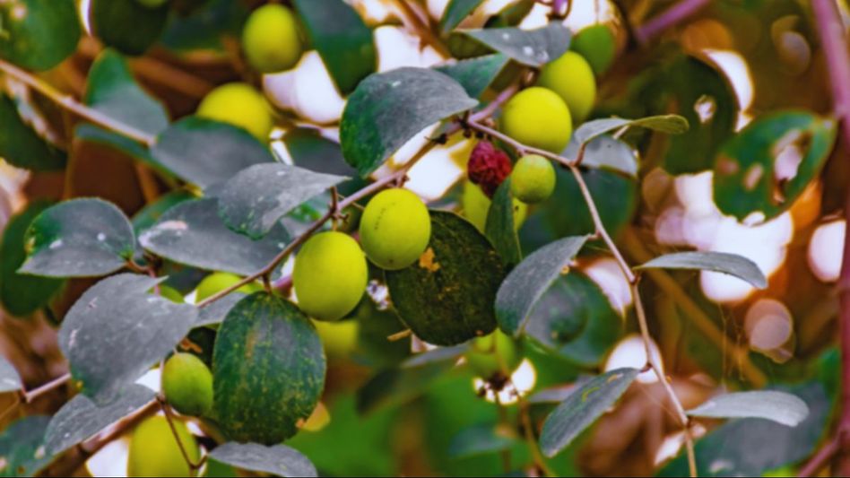 বাজারে কুলের ছড়াছড়ি, এখনই বানিয়ে রাখুন জিভে জল আনা টোপাকুলের আচার বাজারে কুলের ছড়াছড়ি, এখনই বানিয়ে রাখুন জিভে জল আনা টোপাকুলের আচার